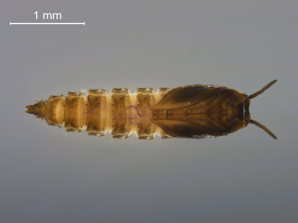 Psychodidae pupa